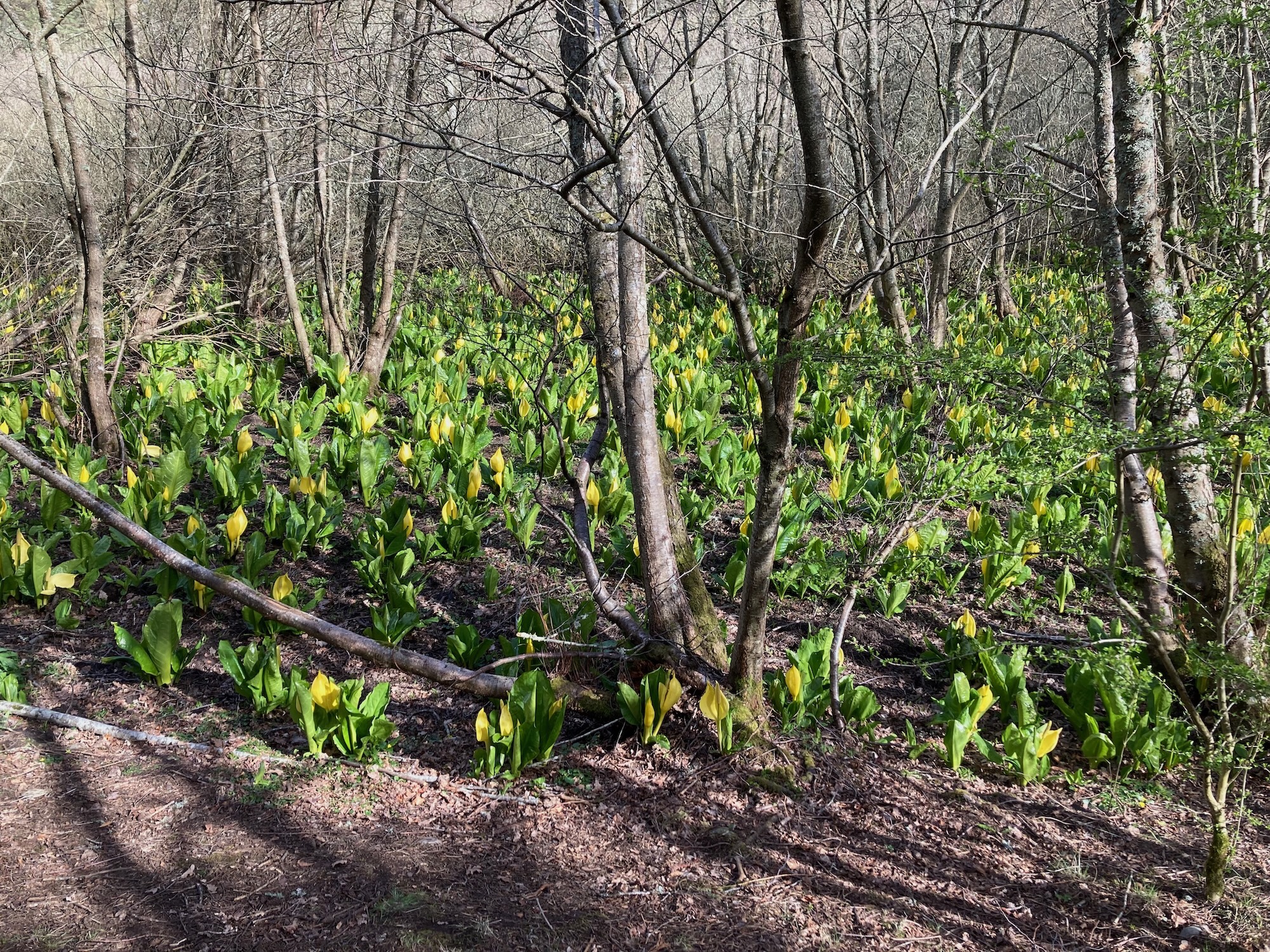 American Skunk Cabbage