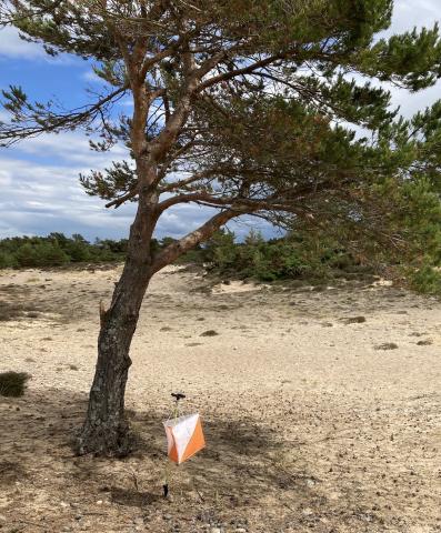 Findhorn tree
