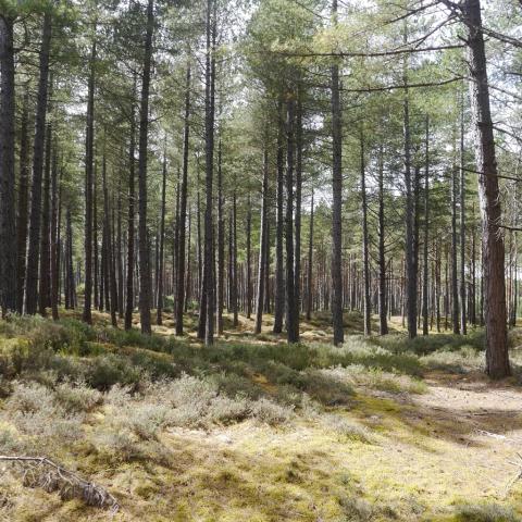 Lossie Forest